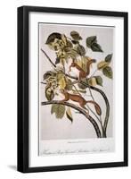 Hudson's Bay Squirrel-null-Framed Giclee Print