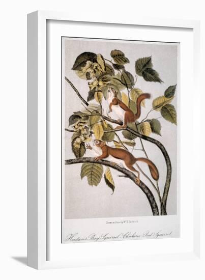 Hudson's Bay Squirrel-null-Framed Giclee Print