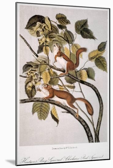 Hudson's Bay Squirrel-null-Mounted Giclee Print