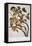 Hudson's Bay Squirrel-null-Framed Stretched Canvas