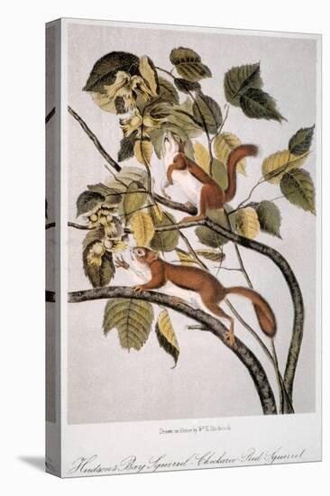 Hudson's Bay Squirrel-null-Stretched Canvas