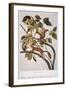 Hudson's Bay Squirrel-null-Framed Giclee Print