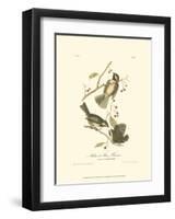 Hudson's Bay Titmouse-John James Audubon-Framed Art Print