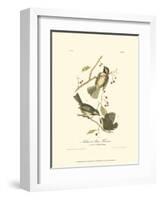 Hudson's Bay Titmouse-John James Audubon-Framed Art Print