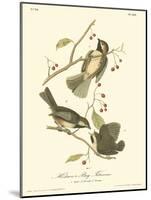 Hudson's Bay Titmouse-John James Audubon-Mounted Art Print