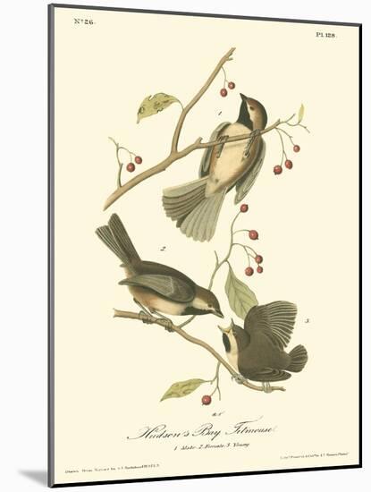 Hudson's Bay Titmouse-John James Audubon-Mounted Art Print