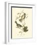 Hudson's Bay Titmouse-John James Audubon-Framed Art Print