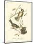 Hudson's Bay Titmouse-John James Audubon-Mounted Art Print