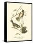 Hudson's Bay Titmouse-John James Audubon-Framed Stretched Canvas