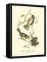 Hudson's Bay Titmouse-John James Audubon-Framed Stretched Canvas