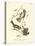 Hudson's Bay Titmouse-John James Audubon-Stretched Canvas