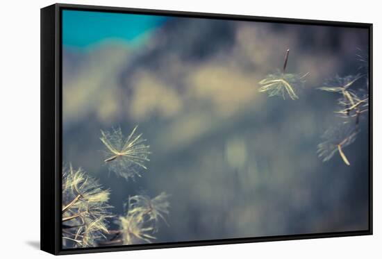 Huge 6 Inch Dandelions Drifting in the Wind at the Base of Maroon Bells. Aspen, Colorado-Brad Beck-Framed Stretched Canvas