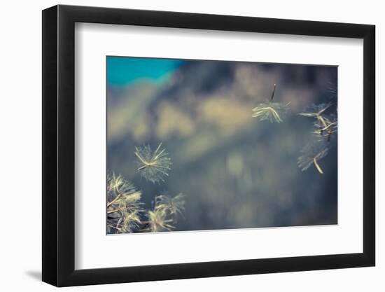 Huge 6 Inch Dandelions Drifting in the Wind at the Base of Maroon Bells. Aspen, Colorado-Brad Beck-Framed Photographic Print