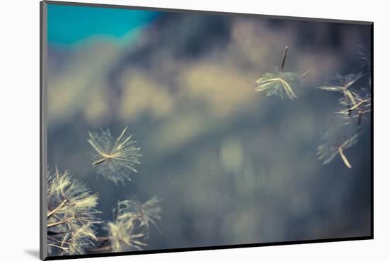 Huge 6 Inch Dandelions Drifting in the Wind at the Base of Maroon Bells. Aspen, Colorado-Brad Beck-Mounted Photographic Print