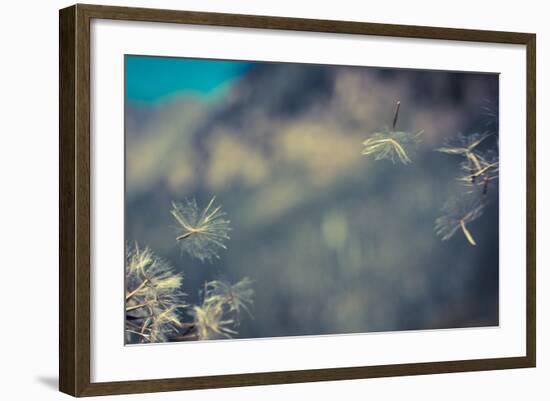 Huge 6 Inch Dandelions Drifting in the Wind at the Base of Maroon Bells. Aspen, Colorado-Brad Beck-Framed Photographic Print