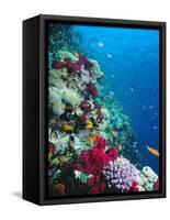 Huge Biodiversity in Living Coral Reef, Red Sea, Egypt-Lousie Murray-Framed Stretched Canvas