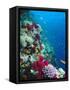 Huge Biodiversity in Living Coral Reef, Red Sea, Egypt-Lousie Murray-Framed Stretched Canvas