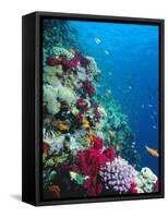 Huge Biodiversity in Living Coral Reef, Red Sea, Egypt-Lousie Murray-Framed Stretched Canvas