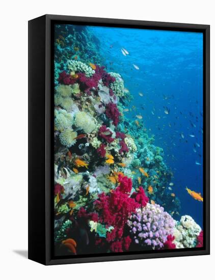 Huge Biodiversity in Living Coral Reef, Red Sea, Egypt-Lousie Murray-Framed Stretched Canvas