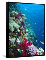 Huge Biodiversity in Living Coral Reef, Red Sea, Egypt-Lousie Murray-Framed Stretched Canvas
