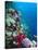 Huge Biodiversity in Living Coral Reef, Red Sea, Egypt-Lousie Murray-Stretched Canvas