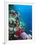 Huge Biodiversity in Living Coral Reef, Red Sea, Egypt-Lousie Murray-Framed Premium Photographic Print