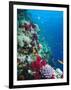 Huge Biodiversity in Living Coral Reef, Red Sea, Egypt-Lousie Murray-Framed Premium Photographic Print