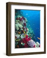 Huge Biodiversity in Living Coral Reef, Red Sea, Egypt-Lousie Murray-Framed Photographic Print