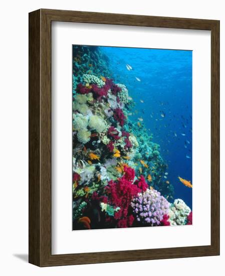 Huge Biodiversity in Living Coral Reef, Red Sea, Egypt-Lousie Murray-Framed Photographic Print