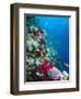 Huge Biodiversity in Living Coral Reef, Red Sea, Egypt-Lousie Murray-Framed Photographic Print