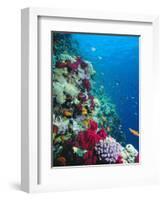 Huge Biodiversity in Living Coral Reef, Red Sea, Egypt-Lousie Murray-Framed Photographic Print