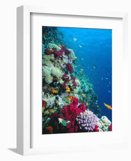 Huge Biodiversity in Living Coral Reef, Red Sea, Egypt-Lousie Murray-Framed Photographic Print