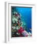 Huge Biodiversity in Living Coral Reef, Red Sea, Egypt-Lousie Murray-Framed Photographic Print