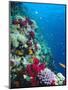 Huge Biodiversity in Living Coral Reef, Red Sea, Egypt-Lousie Murray-Mounted Photographic Print