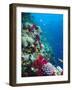 Huge Biodiversity in Living Coral Reef, Red Sea, Egypt-Lousie Murray-Framed Photographic Print