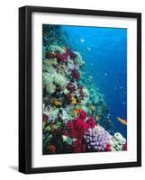 Huge Biodiversity in Living Coral Reef, Red Sea, Egypt-Lousie Murray-Framed Photographic Print