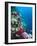 Huge Biodiversity in Living Coral Reef, Red Sea, Egypt-Lousie Murray-Framed Photographic Print