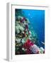 Huge Biodiversity in Living Coral Reef, Red Sea, Egypt-Lousie Murray-Framed Photographic Print