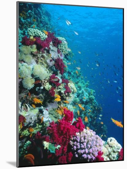 Huge Biodiversity in Living Coral Reef, Red Sea, Egypt-Lousie Murray-Mounted Photographic Print