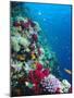 Huge Biodiversity in Living Coral Reef, Red Sea, Egypt-Lousie Murray-Mounted Photographic Print