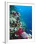 Huge Biodiversity in Living Coral Reef, Red Sea, Egypt-Lousie Murray-Framed Photographic Print