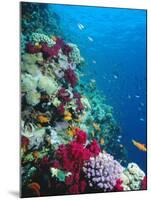 Huge Biodiversity in Living Coral Reef, Red Sea, Egypt-Lousie Murray-Mounted Photographic Print