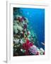 Huge Biodiversity in Living Coral Reef, Red Sea, Egypt-Lousie Murray-Framed Photographic Print