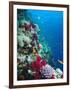 Huge Biodiversity in Living Coral Reef, Red Sea, Egypt-Lousie Murray-Framed Photographic Print