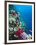 Huge Biodiversity in Living Coral Reef, Red Sea, Egypt-Lousie Murray-Framed Photographic Print