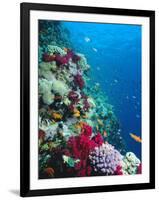 Huge Biodiversity in Living Coral Reef, Red Sea, Egypt-Lousie Murray-Framed Photographic Print