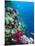 Huge Biodiversity in Living Coral Reef, Red Sea, Egypt-Lousie Murray-Mounted Photographic Print