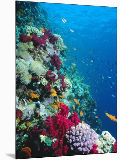 Huge Biodiversity in Living Coral Reef, Red Sea, Egypt-Lousie Murray-Mounted Photographic Print