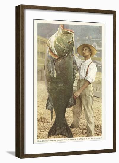 Huge Black Sea Bass, Catalina, California-null-Framed Art Print