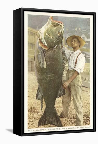 Huge Black Sea Bass, Catalina, California-null-Framed Stretched Canvas